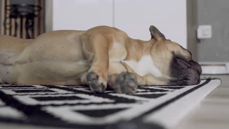 Focus-change-shot-showing-sleeping-French-Bull-Dog-waking-up-lying-on-ground-at-home---close-up