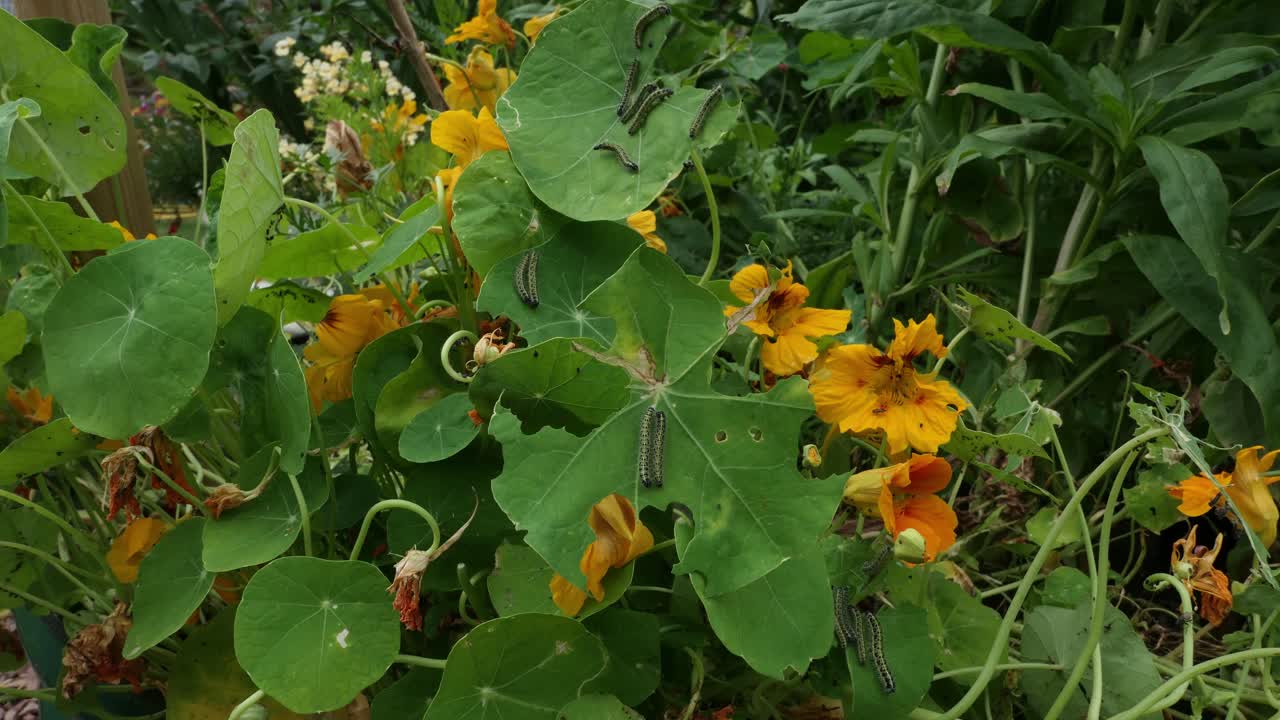 las orugas de una mariposa blanca de repollo comiendo hojas de nasturtium
