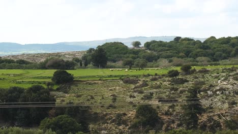 prado verde con ovejas pastando en él