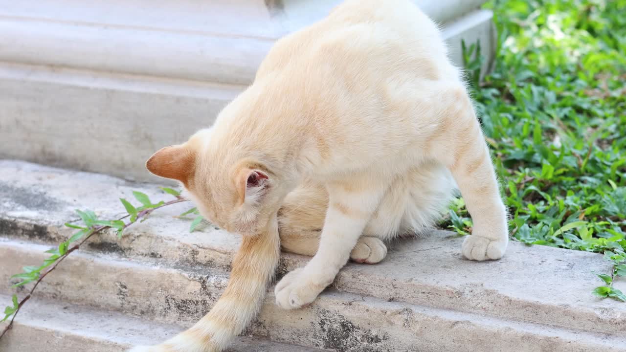 A cat licks and cleans its paw and body