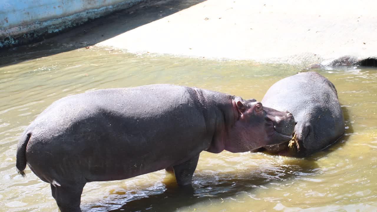 Hipopótamo en el zoológico tomando el sol y relajándose