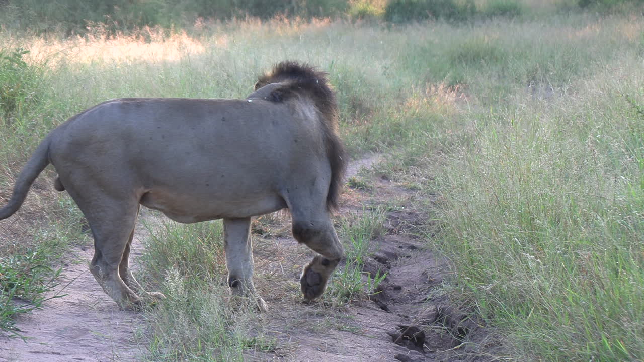 A male lion listening and then sniffing the ground to search and track a scent