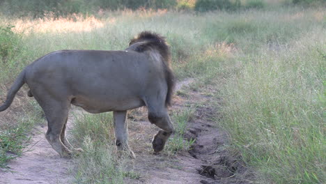 un león macho escuchando y luego olfateando el suelo para buscar y rastrear un olor