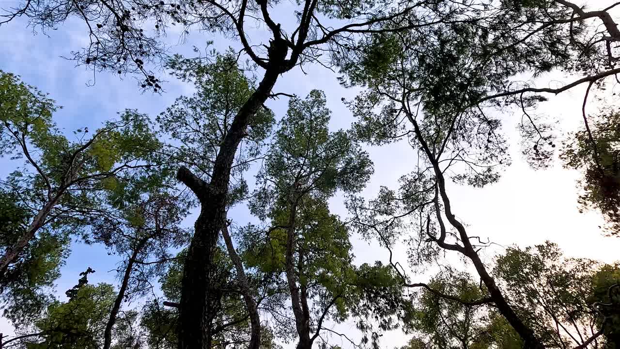 A serene walk under lush green trees