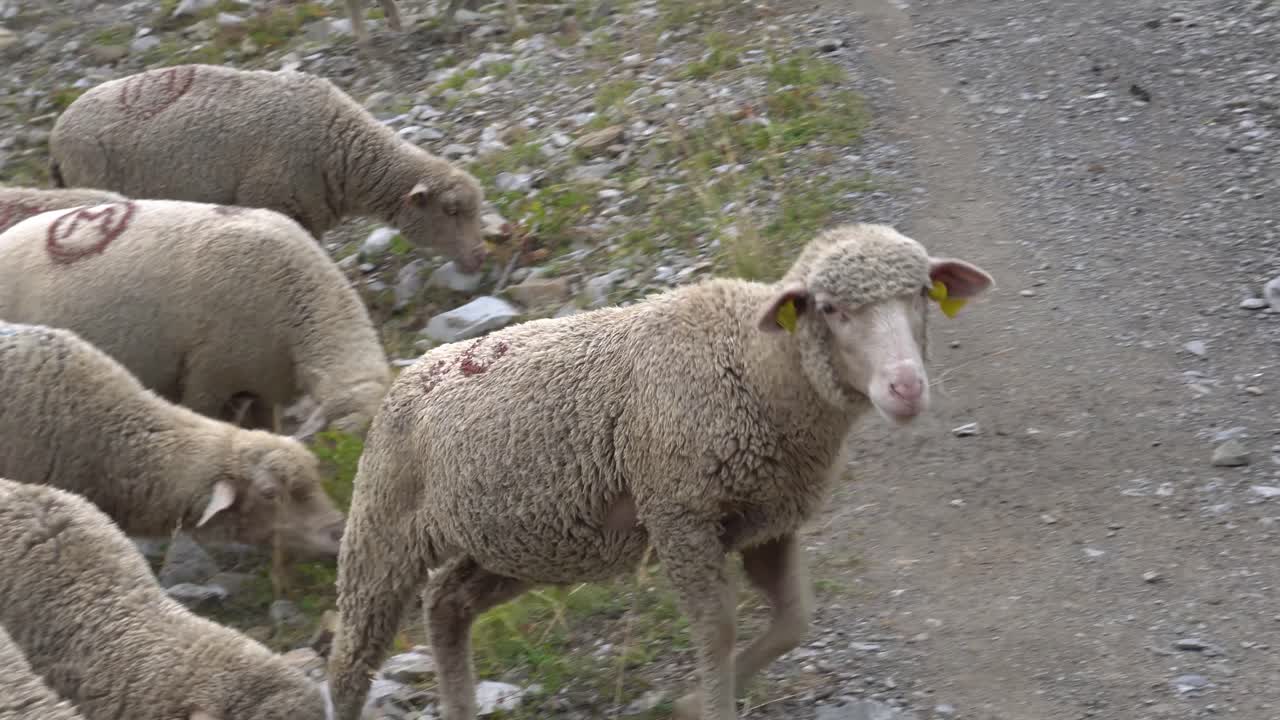 fotografía de cerca de ovejas pastando y cruzando un sendero de senderismo en el lago allos, alpes franceses