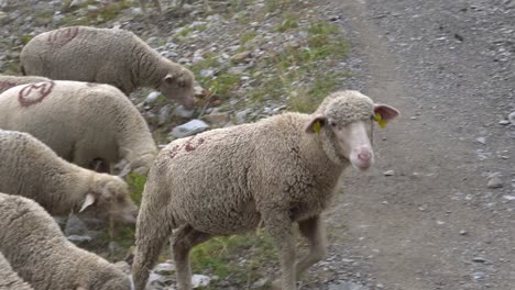 Close-Up-Shot-of-Sheep-Grazing-And-Crossing-a-Hiking-Trail-at-Allos-Lake,-French-Alps