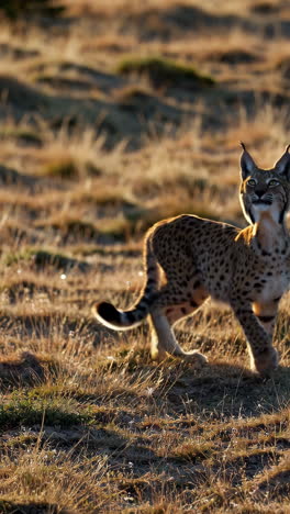 a majestic lynx in the golden hour sunlight