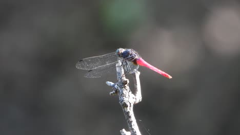 black and red dragonfly in ponf uhd mp4 4k