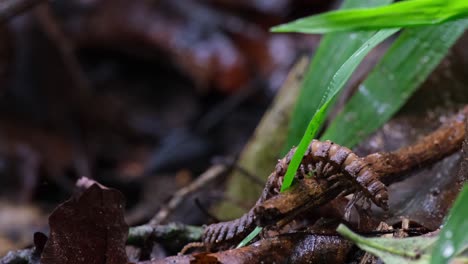 Climbed-on-a-rotten-twig-as-seen-on-the-ground-revealing-its-body-in-action,-Millipede,-Orthomorpha,-Thailand