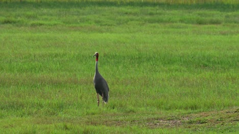 standing alone and then one comes in to join from the left walking towards the right, sarus crane, antigone antigone, buriram, thailand