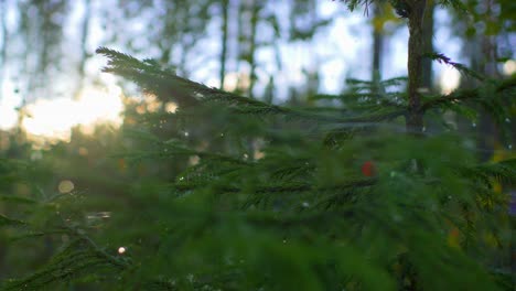 Slider-shot-of-young-pine-conifer-tree-branches-in-a-forest-in-Ruovesi,-Finland