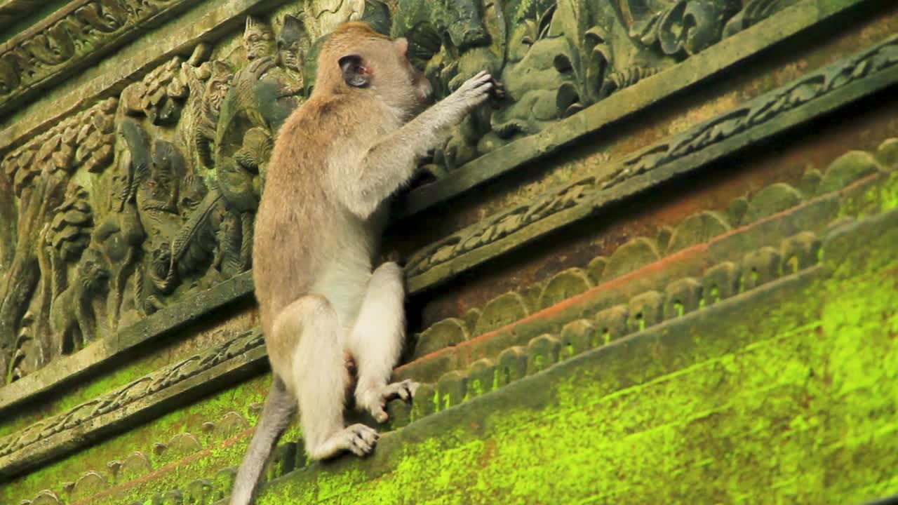 macaco colgado en la fachada del templo del bosque de monos lamiendo el musgo de las paredes en ubud, bali, indonesia - disparo de seguimiento medio largo