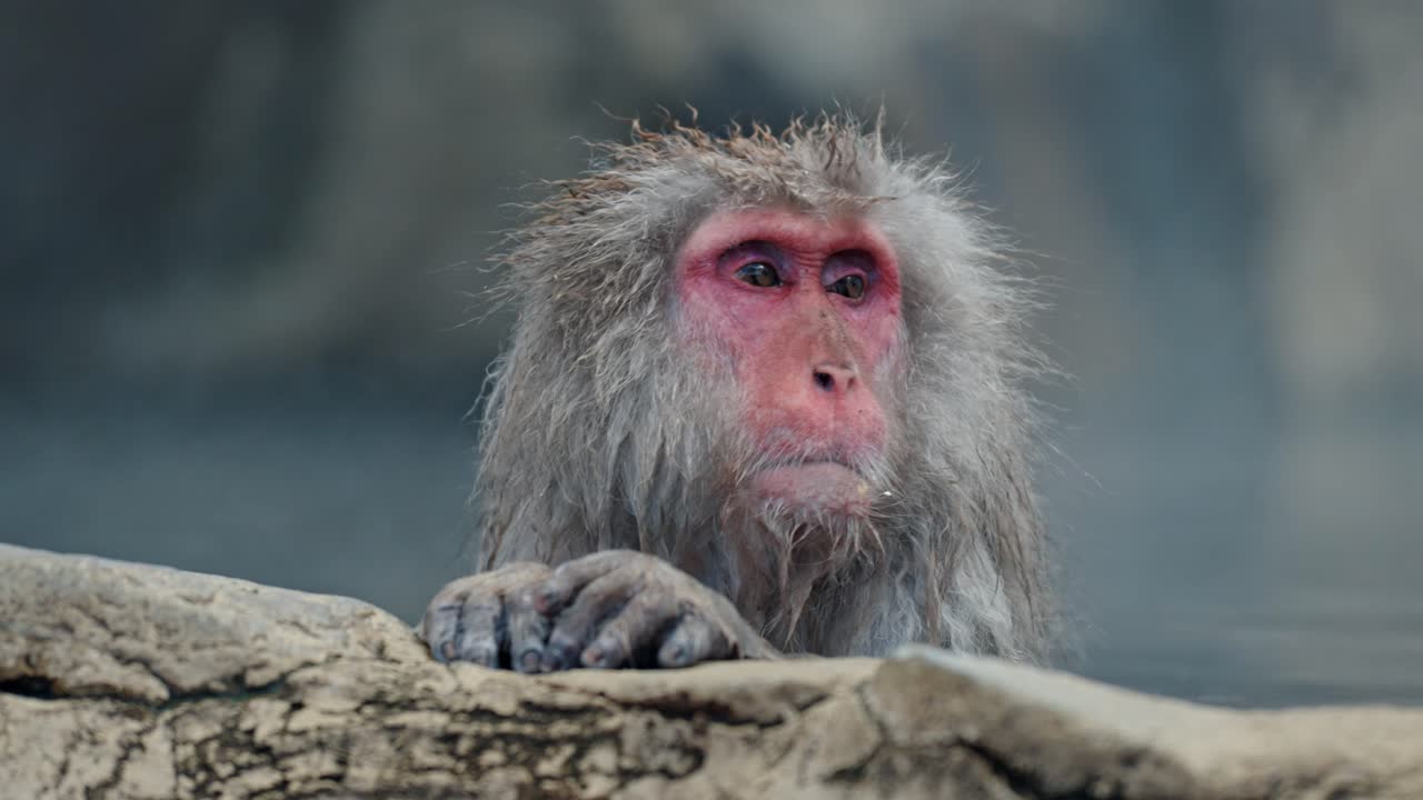 A cute Japanese snow monkey enjoys the warmth of a foggy onsen, surrounded by a snowy landscape in the iconic Jigokudani valley.