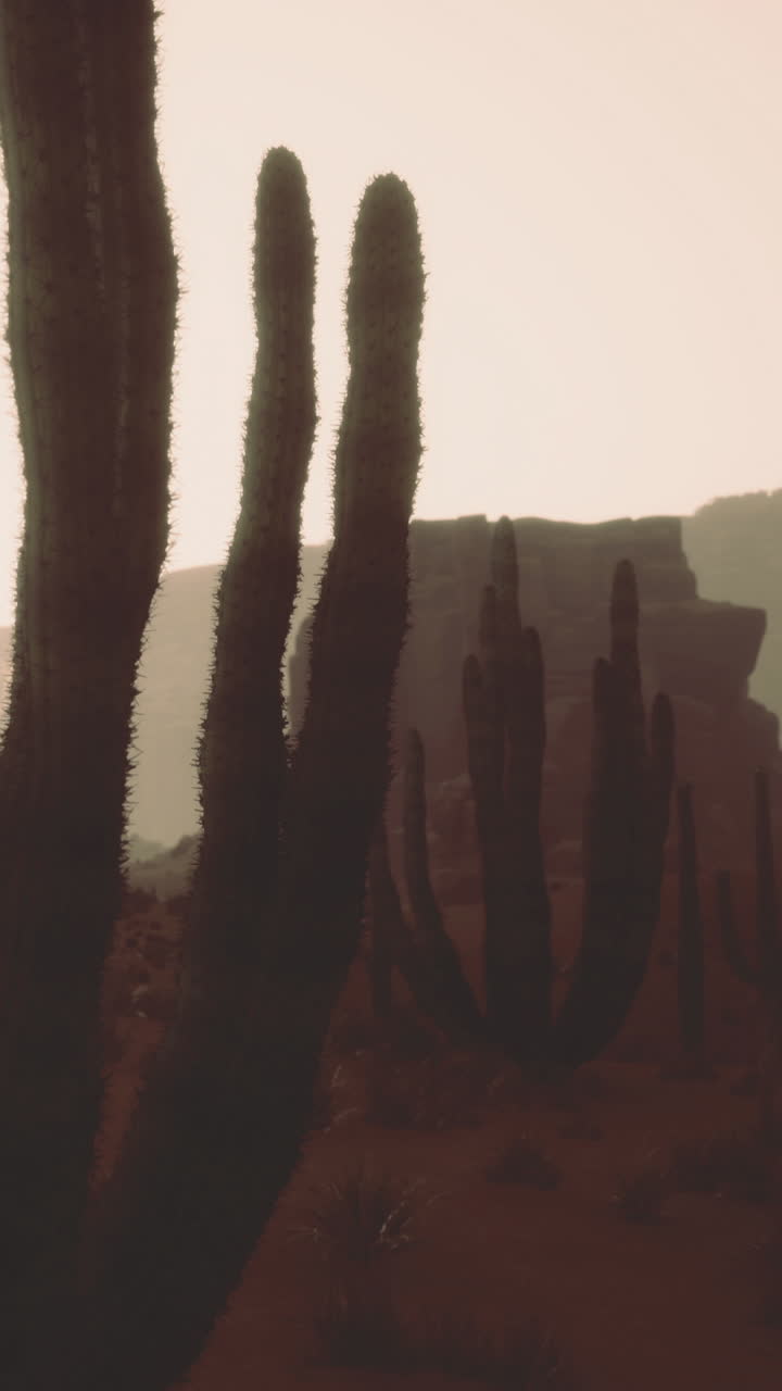 Cacti stand tall in desert landscape during dusty sunset hour