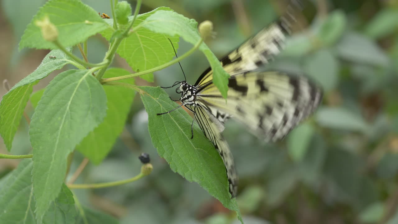 tiro macro de la ninfa del árbol o la idea leuconoe mariposa sentada en la hoja verde y volando lejos - material de archivo en cámara lenta