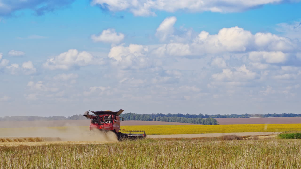 Agricultural process on the yellow field in summer day. Combine harvester is cutting blades of wheat on the natural background outdoors.