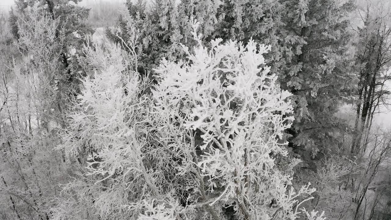그 뒤에 아름다운 겨울 숲이 있는 나무 꼭대기 사이에서 보이는 강렬한 서리
