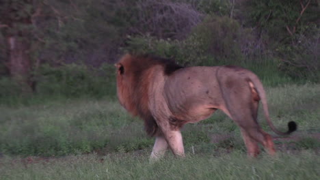 majestic lion roaming in african safari game park