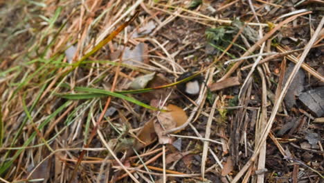 Insecto-Negro-Con-Mancha-Blanca-En-La-Espalda-Se-Arrastra-A-Lo-Largo-De-Agujas-De-Abeto-Secas