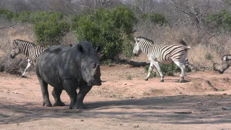 Zebraherde,-Die-An-Einsamen-Nashörnern-Vorbeizieht,-Die-Im-Schatten-Der-Bäume-Stehen