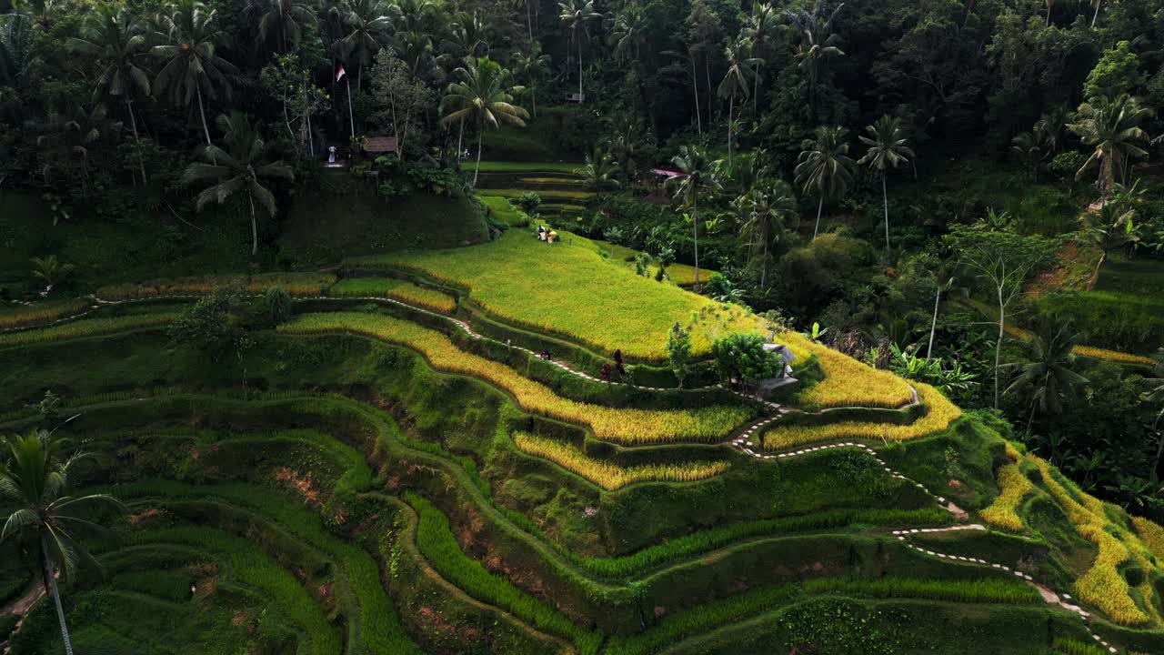 Nestled in Bali's lush landscapes, the stunning rice terrace unveils a captivating panorama