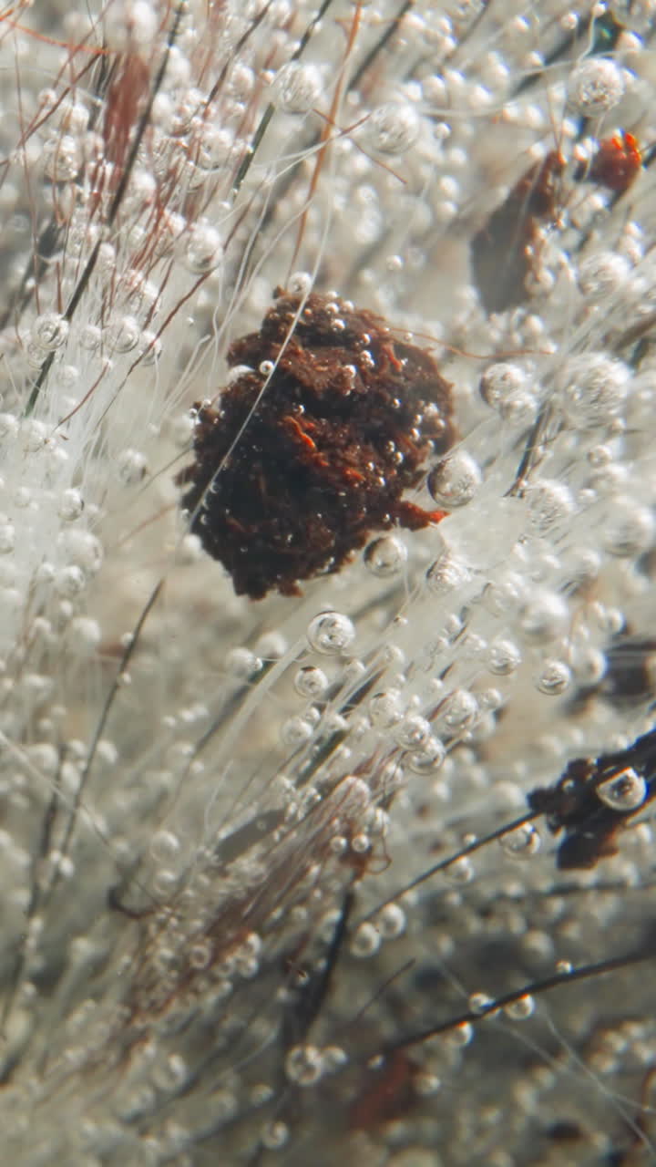 Bushy plant covered with white mold and transparent gas bubbles on seabed with clear water. Underwater vegetation releases oxygen. Wild nature flora