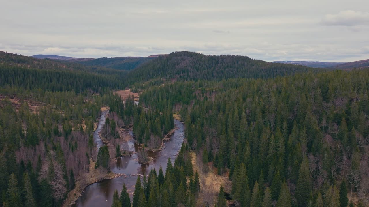 Flowing Streams Through Coniferous Forest Trees With Mountain Background In Norway. Aerial Drone Shot