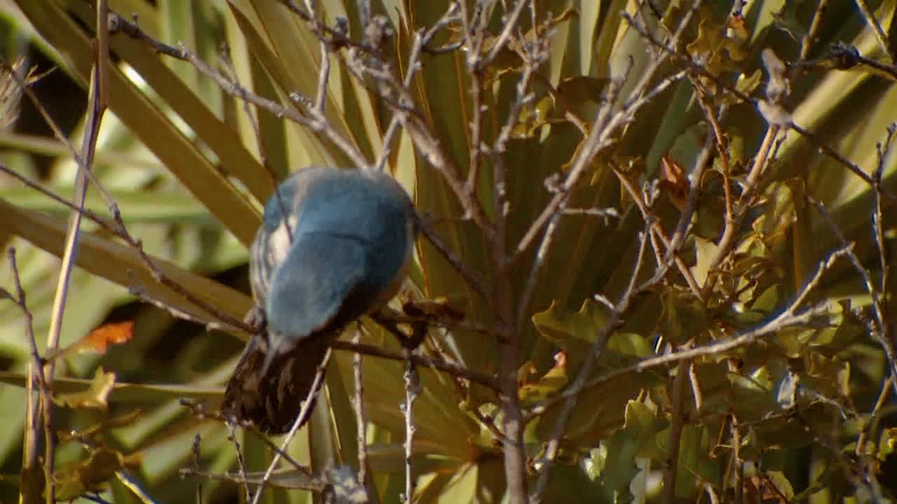 matorral jay en arbustos varios tiros