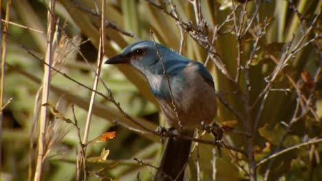 Scrub-Jay-In-Bushes-Various-Shots