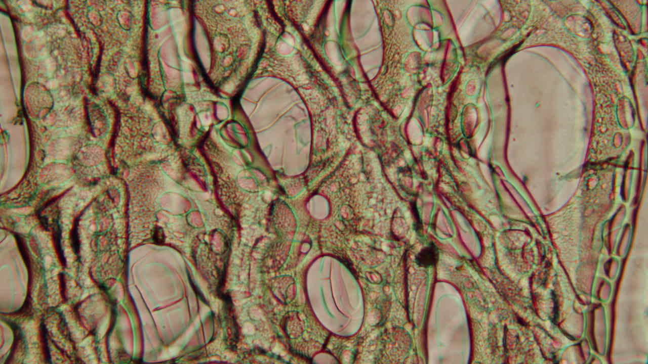 Detailed Microscopic View of Plant Cells and Tissue