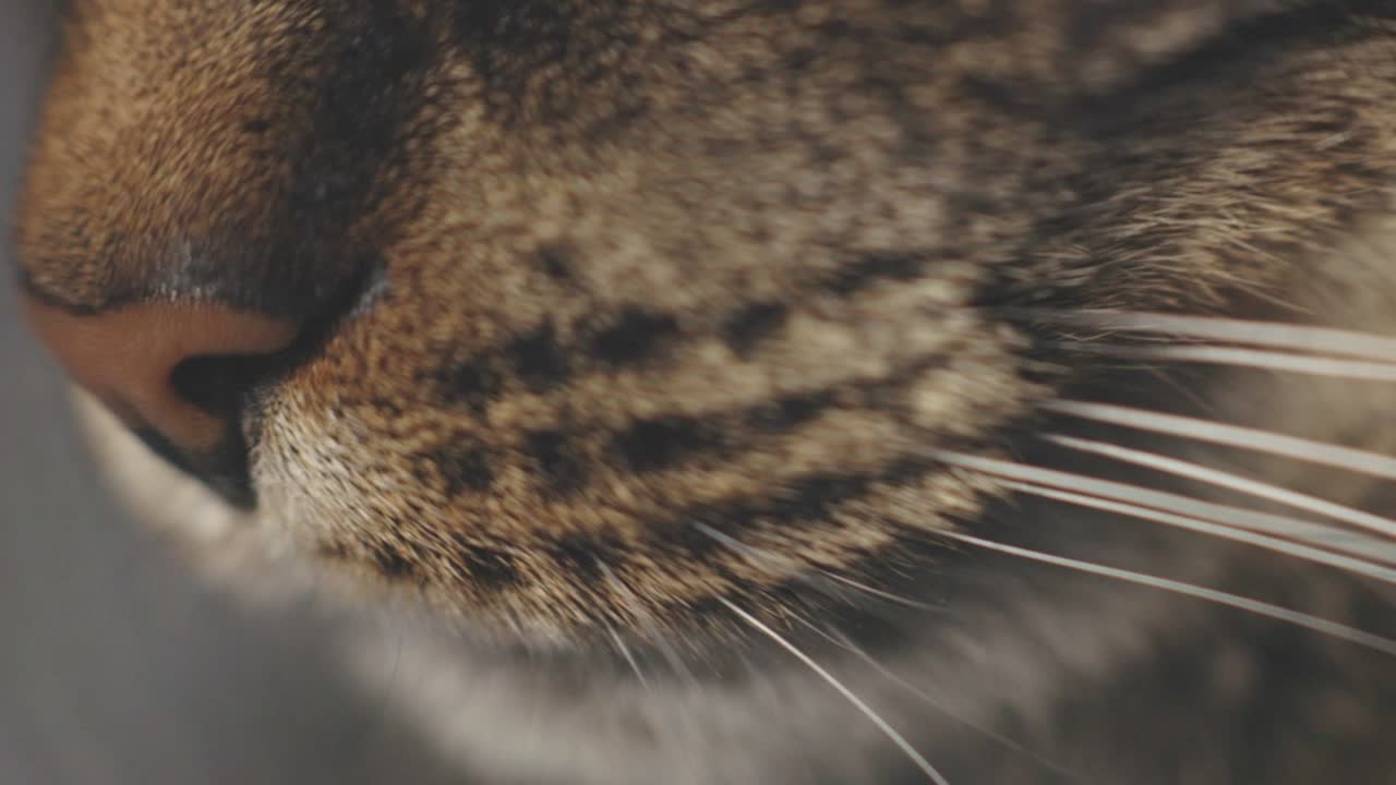 vista en primer plano de los bigotes de un gato marrón. macro