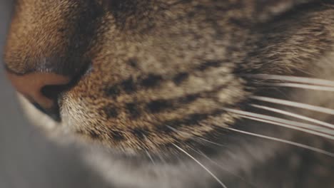 Close-Up-View-Of-A-Brown-Cat-Whiskers.-Macro