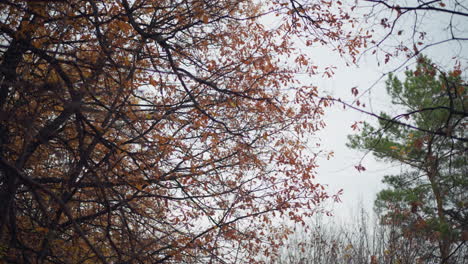 beautiful view of dry twigs on trees with autumn leaves hanging on them, contrasting against a green tree in the background under a clear sky, showing fall's transition