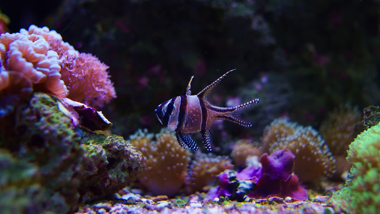 Peixe-cardeal de Banggai - Pterapogon Kauderni, Peixe-cardeal Tropical em Fundo de Coral Colorido em Aquário
