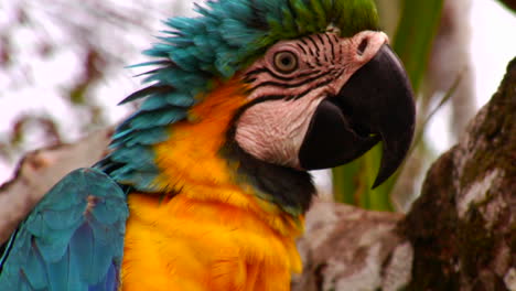 primer plano de una cara de loro