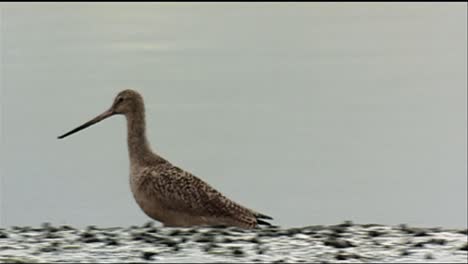 長嘴 (numenius americanus) 在草地上散步