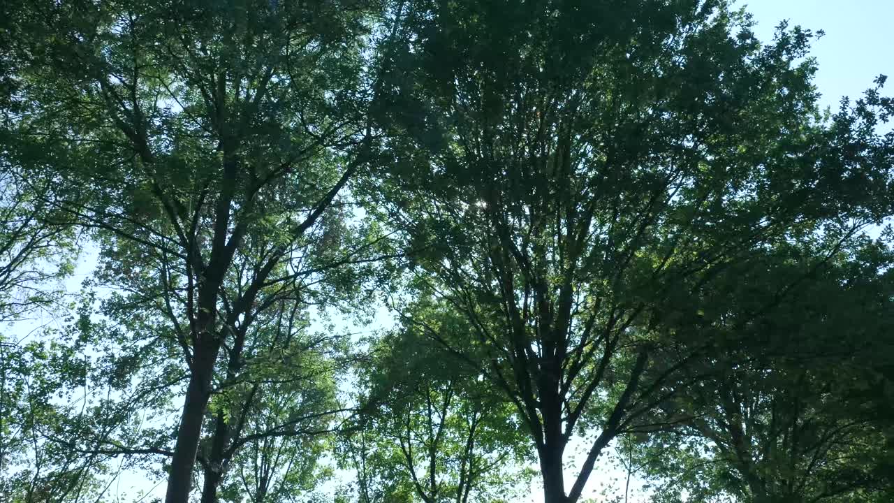 View of Trees and Sky