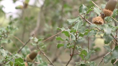 Close-up-on-oak-tree-leaves,-with-acorns-growing,-pan-shot-120fps