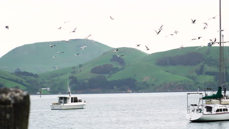 inundación de gaviotas volando sobre port chalmers, nueva zelanda