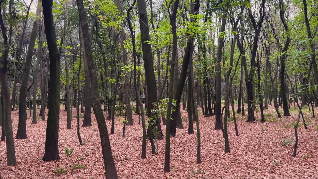 Area boschiva durante l'autunno con foglie cadute a Città del Messico