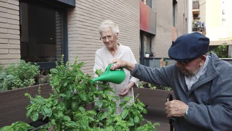 elderly couple gardening on a rooftop garden