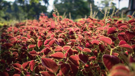 Dolly-Y-Pan-Shot-De-Coleos-Rojo-Anaranjado-En-4k