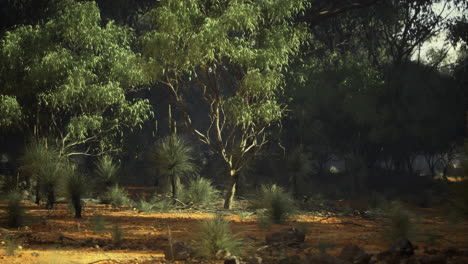sunlight streaming through leafy trees in an australian bush landscape