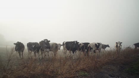 Landscape-scenic-view-of-male-photographer-taking-photo-of-herd-of-dairy-cows-standing-behind-barbed-wire-fence-in-countryside-farm,-low-vantage-approach