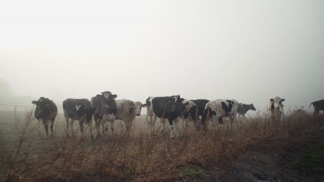 vista escénica del paisaje de un fotógrafo masculino tomando fotos de un rebaño de vacas lecheras paradas detrás de una cerca de alambre de púas en una granja rural, enfoque de baja ventaja