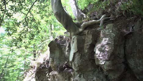 tree growing from the rock bed