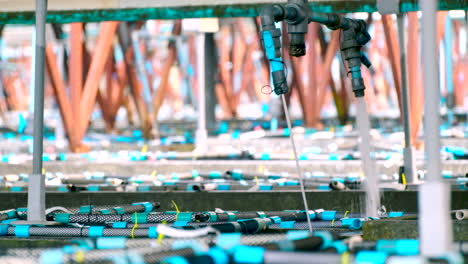 agua de mar presurizada bombeada en tanques de cemento aerado con cestas de pvc que contienen abalone sudafricano en una granja acuática