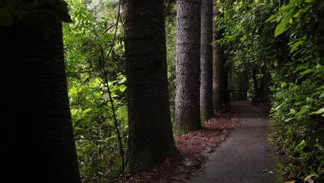 panning view of the walking trail and forest, natural bridge, springbrook national park gold coast, australia