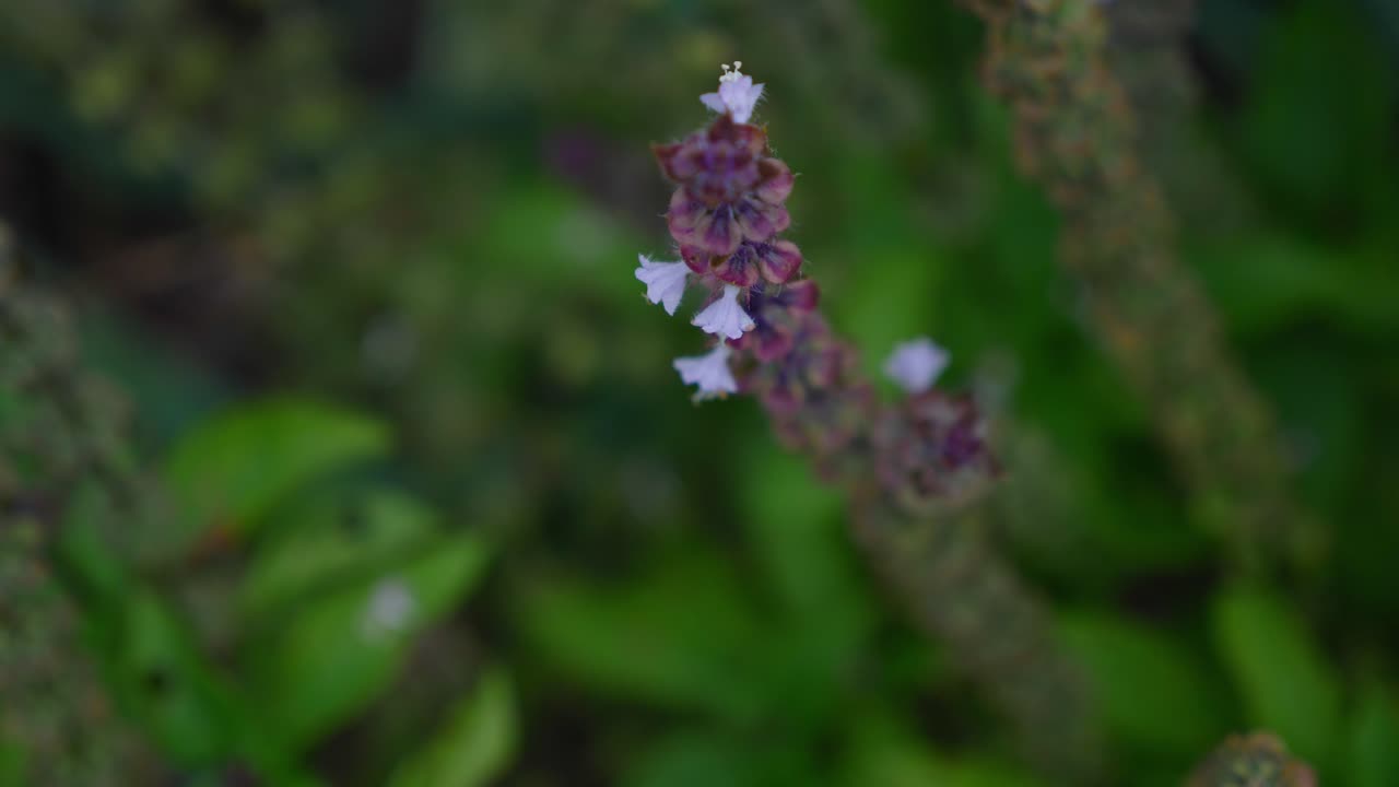 Abeja recolectando néctar en flores de albahaca en el jardín.