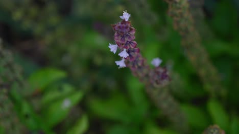 Honigbiene-Auf-Basilikumblüten-Im-Garten.---Nahansicht